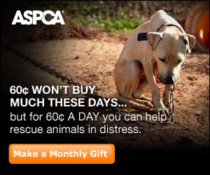 Save An Animals Life Donate To Aspca You Can Do A One Time Donation Free Tastes Good